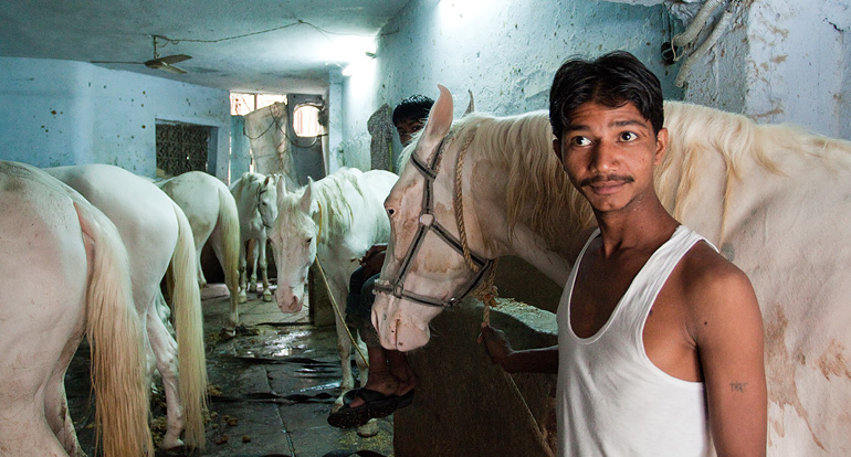 Old Delhi, Old Bazar, un magnifique attelage de chevaux blancs, garçons d’écurie, c’est ça l’humanité…
